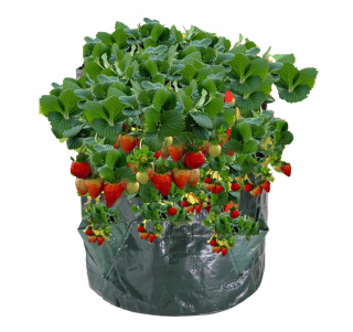 Pytel vak na pěstování jahod